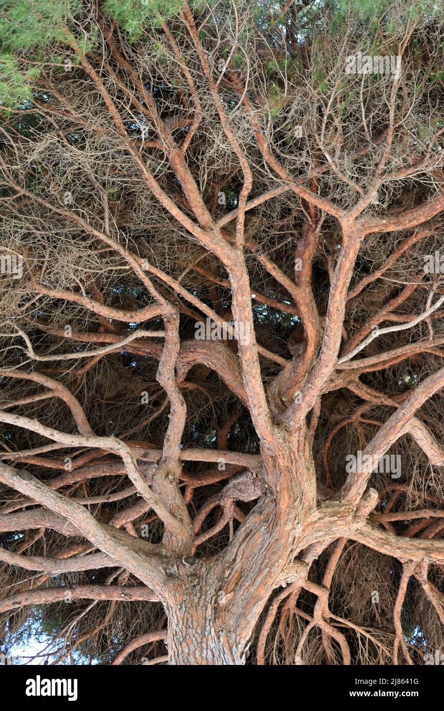 Unterseite Zweige der Zirbe, Pinus pinea, auch bekannt als Sonnenschirmkiefer, Regenschirmkiefer oder italienische Zirbe im südlichen Mittelmeerraum Stockfoto