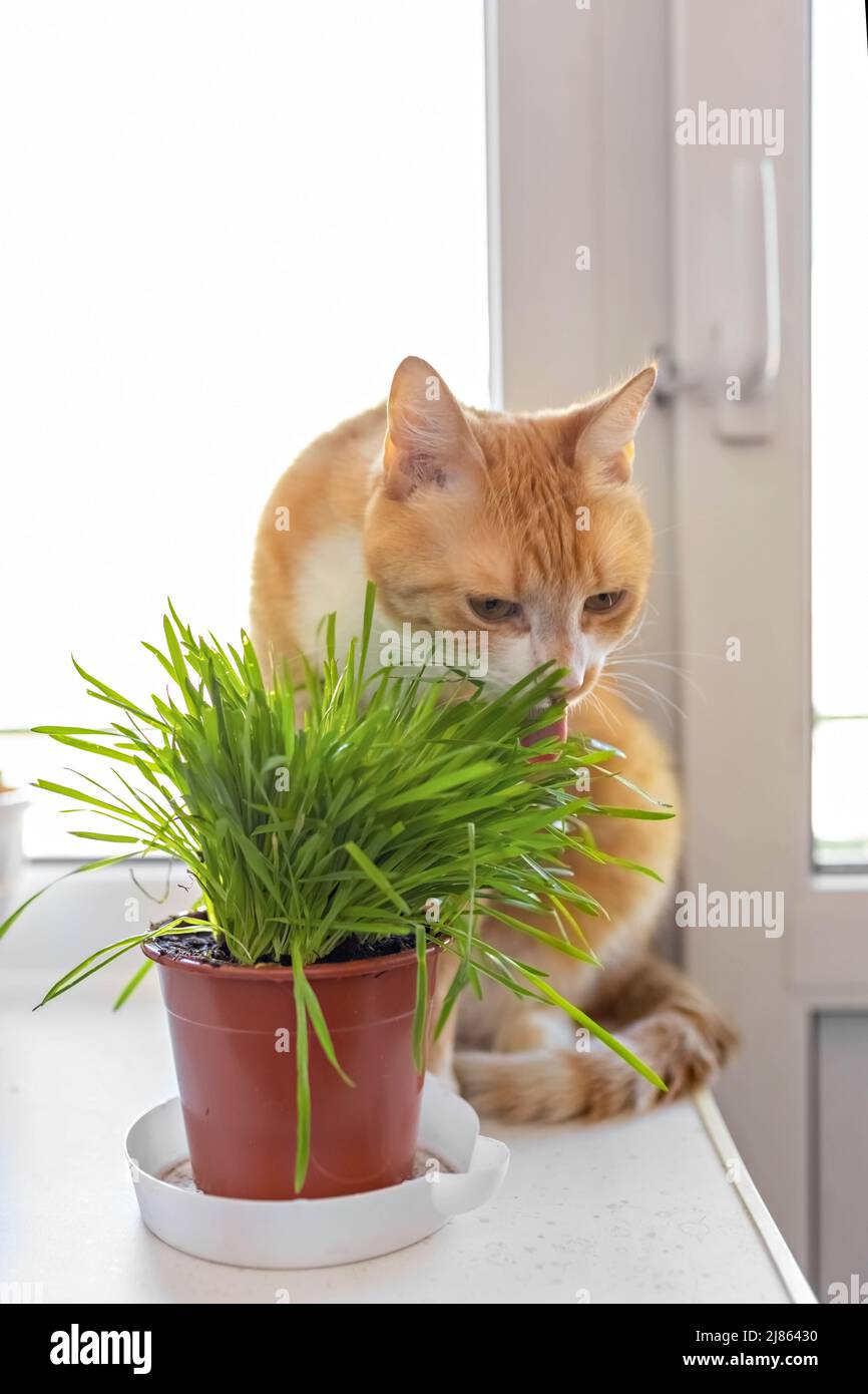 Eine rote Katze frisst grünes Gras grünes saftiges Gras für Katzen, gesprossene Hafer sind nützlich für Katzen Stockfoto