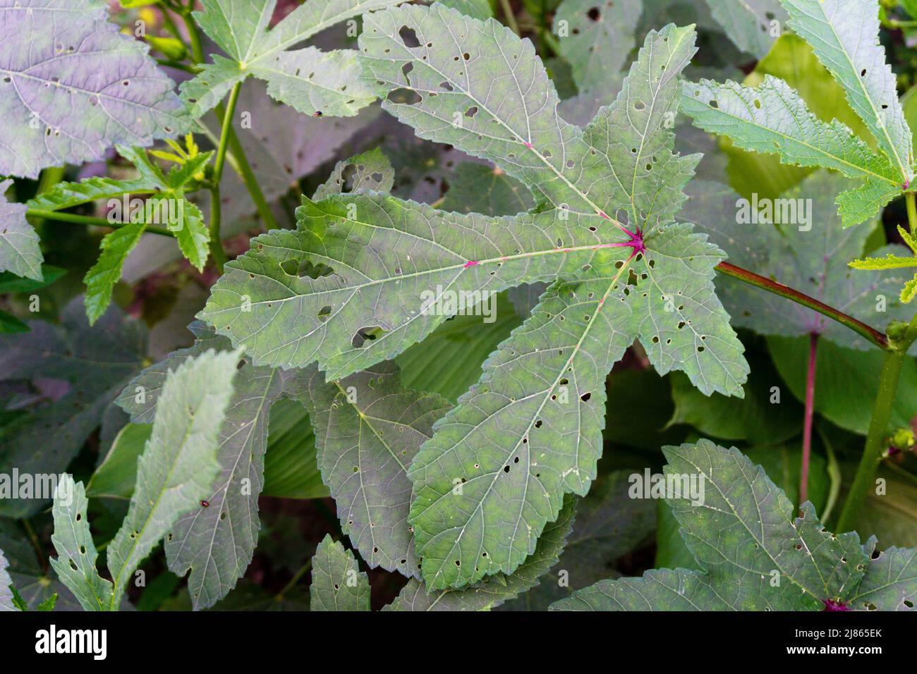 Eine Nahaufnahme der Blätter der Okra-Pflanze in einem indischen Bio-Garten. Okra oder Okro, Abelmoschus esculentus, allgemein bekannt als Ladies Fingers oder Ocker. Stockfoto