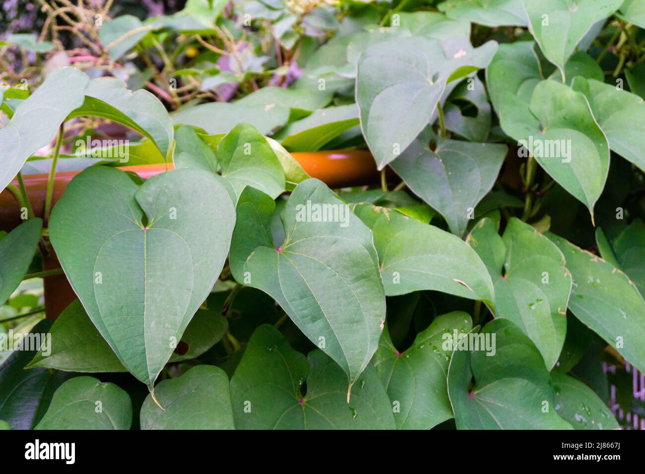 Eine Nahaufnahme der Blätter und Reben von Dioscorea batatas (Igname de Chine). Gartenbauliche Kletterpflanzen in einem indischen Garten. Stockfoto