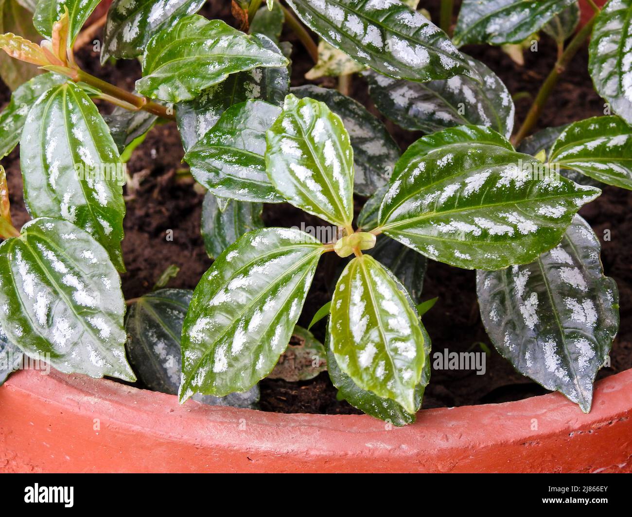 Pilea cadieei Pflanze, die in einem irdenen Topf in einem indischen Garten wächst, ist die Aluminiumpflanze oder Wassermelone pilea, eine Art blühender Pflanze in der ne Stockfoto