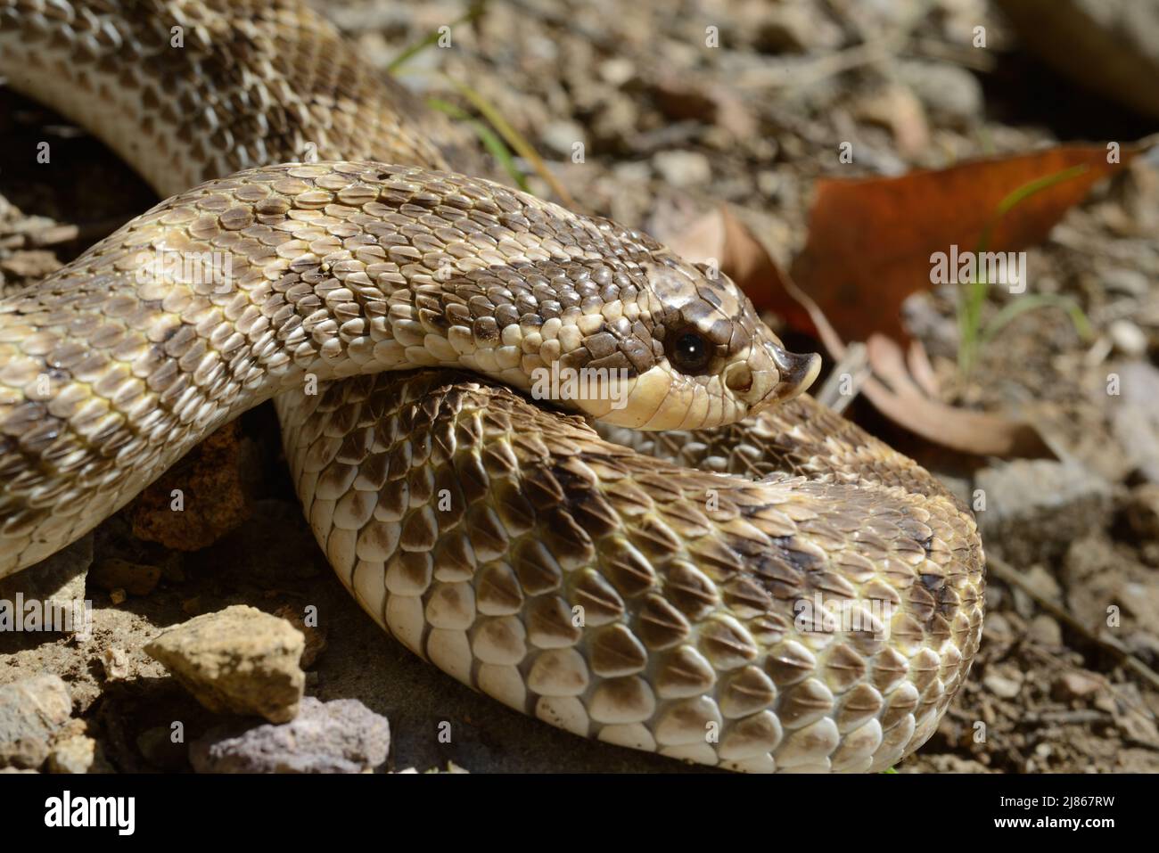 Portrait de Kennerly's Schweinnasenschlange - Arizona USA Stockfoto