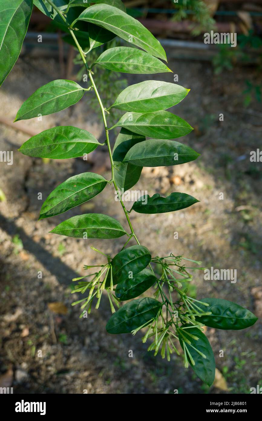 Djeruk limau pflanzt Blätter, Knospen, Blumen und Stiel in einem indischen Garten. Es ist ein fast rückenloser, immergrüner Strauch oder kleiner Baum, der wächst Stockfoto