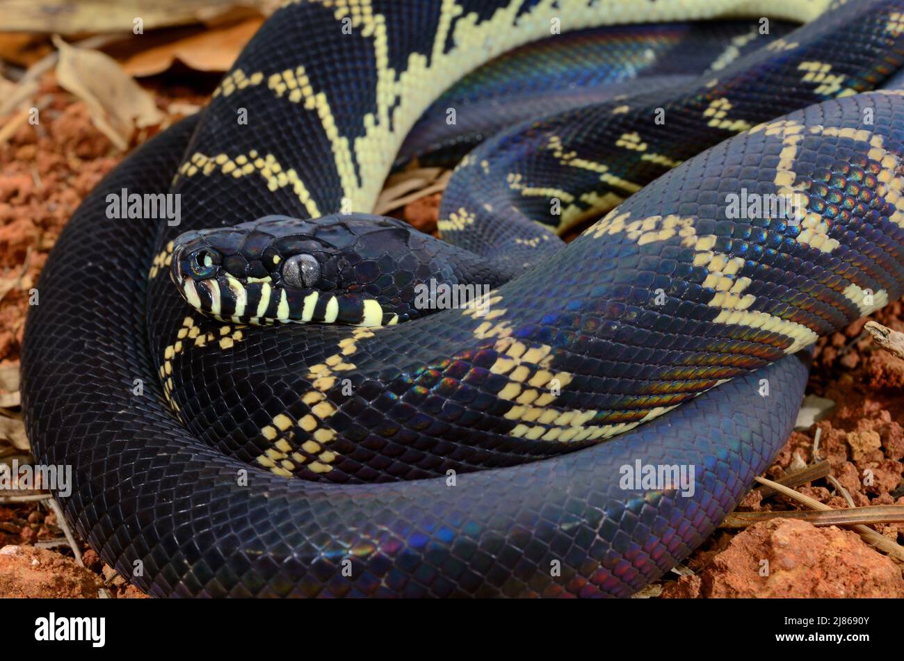 Boelens python morelia boeleni -Fotos und -Bildmaterial in hoher ...