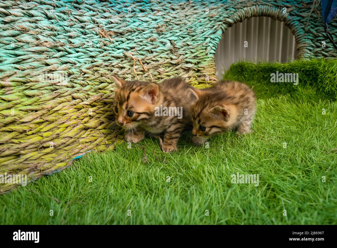 Bengalische Jungtiere auf grünem Gras. Ein niedliches geflecktes Kätzchen im Freien im Gras. Abenteuer im Sommer. Bengalen Kätzchen zwei Wochen alt Stockfoto
