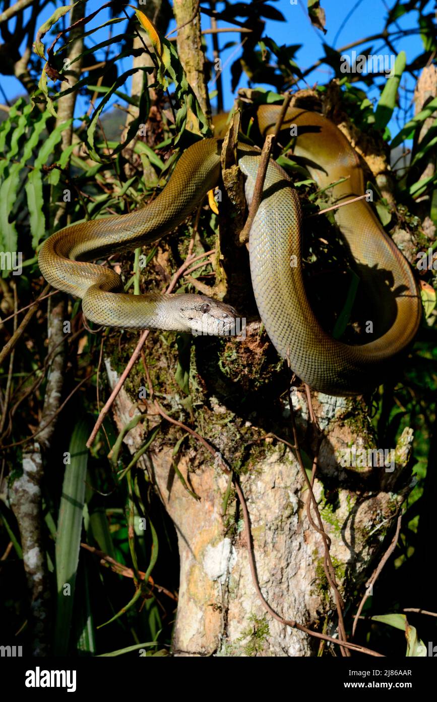 papua-Python (Apodora papuana) in einem Baum, Irian Jaya und Papua-Neuguinea Stockfoto