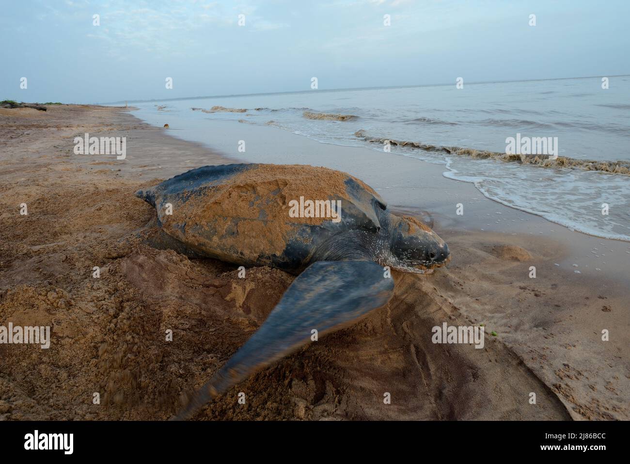 Lederschildkröte (Dermochelys coriacea), die am Strand liegt, Französisch-Guayana Stockfoto