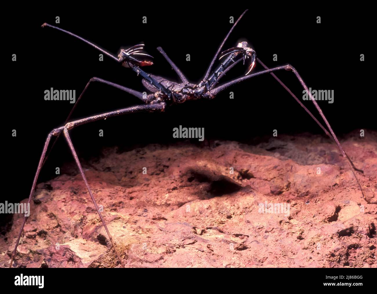 Amblypigi (Heterophrynus sp), Französisch-Guyana Stockfoto