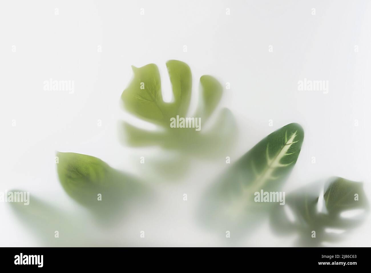 Große Blätter von Monstera und anderen tropischen Pflanzen im Dschungel- und Tropenwald im dichten Nebel. Stockfoto