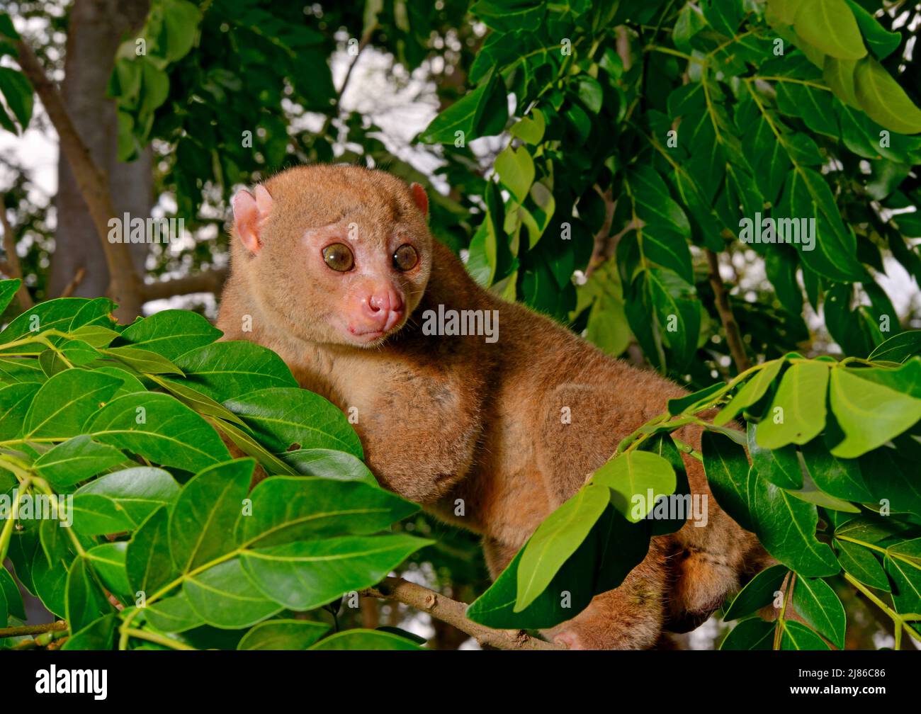 Potto perodictus potto Fotos und Bildmaterial in hoher Auflösung Alamy