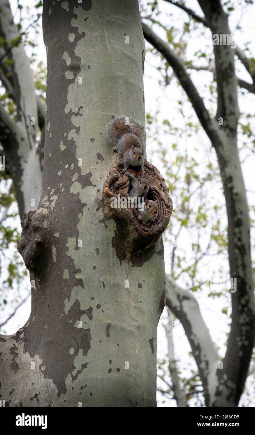 Drei kleine Eichhörnchen tauchen aus dem Baumkrümmchen auf, wo sie für ein paar Momente des Spiels aufgezogen werden. Im Kissena Park, Flushing, New York City. Stockfoto