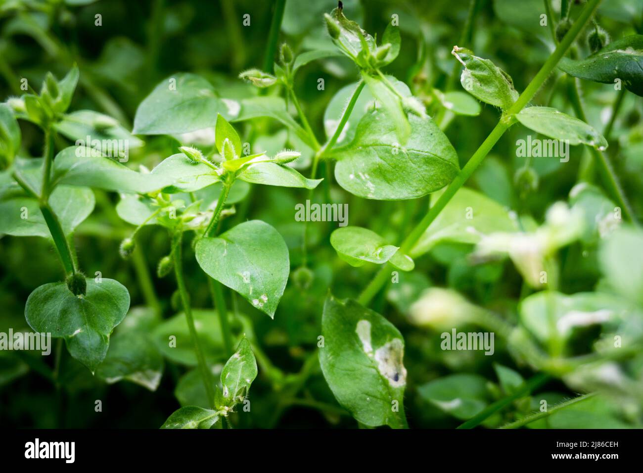 Eine Nahaufnahme von Stellaria media, Kicherkraut, ist eine einjährige und mehrjährige blühende Pflanze in der Familie der Caryophyllaceae. Uttarakhand Indien Stockfoto