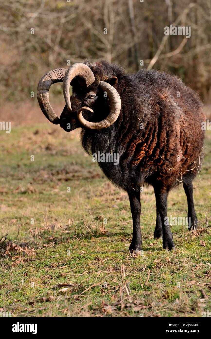 Jacob Schafe (Ovis widder) mit 4 Hörnern, Poitou, Frankreich Stockfoto