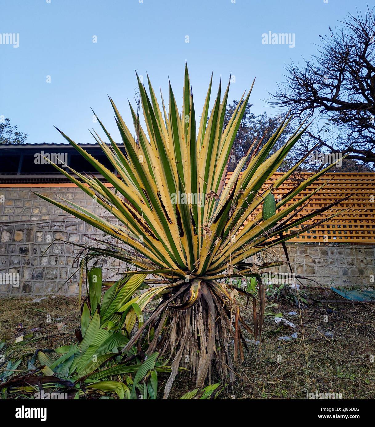 Große arten von yucca Fotos und Bildmaterial in hoher Auflösung Alamy