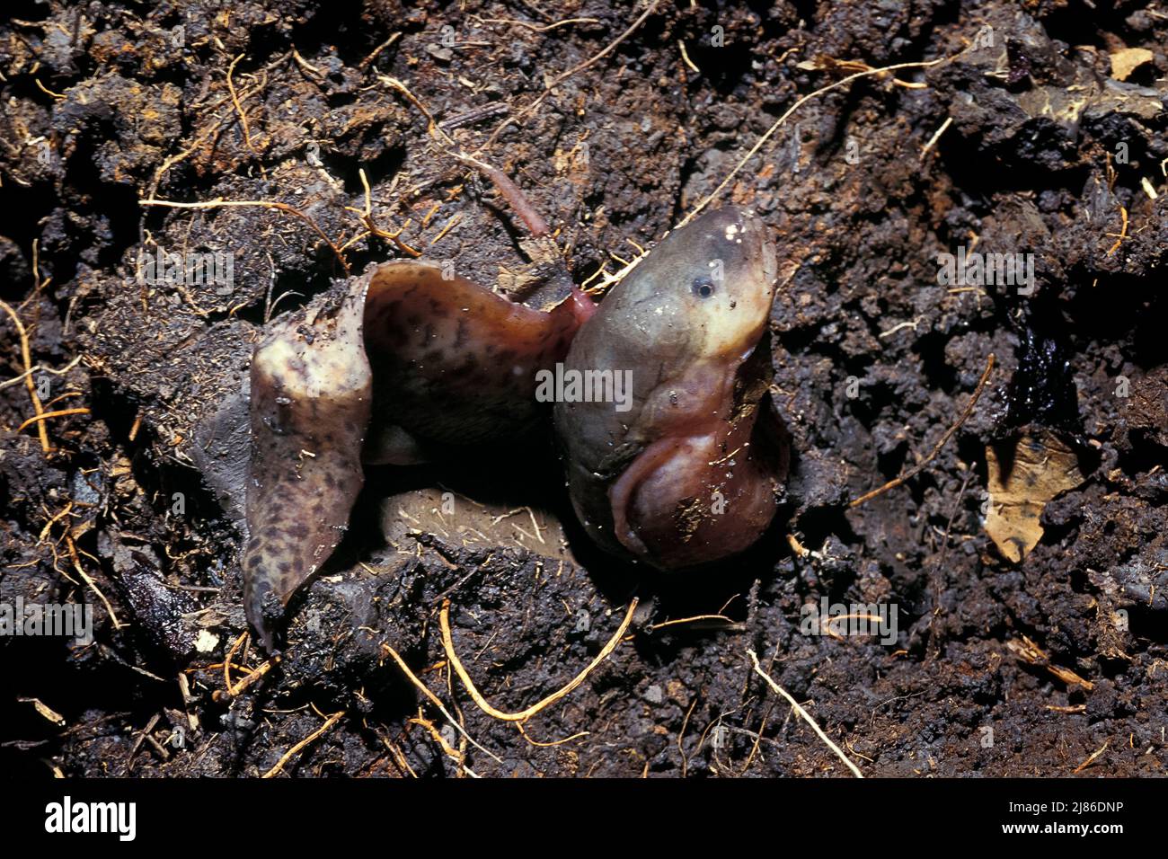 Afrikanischer Lungenfisch (Protopterus annectens) im Boden, Kamerun Stockfoto