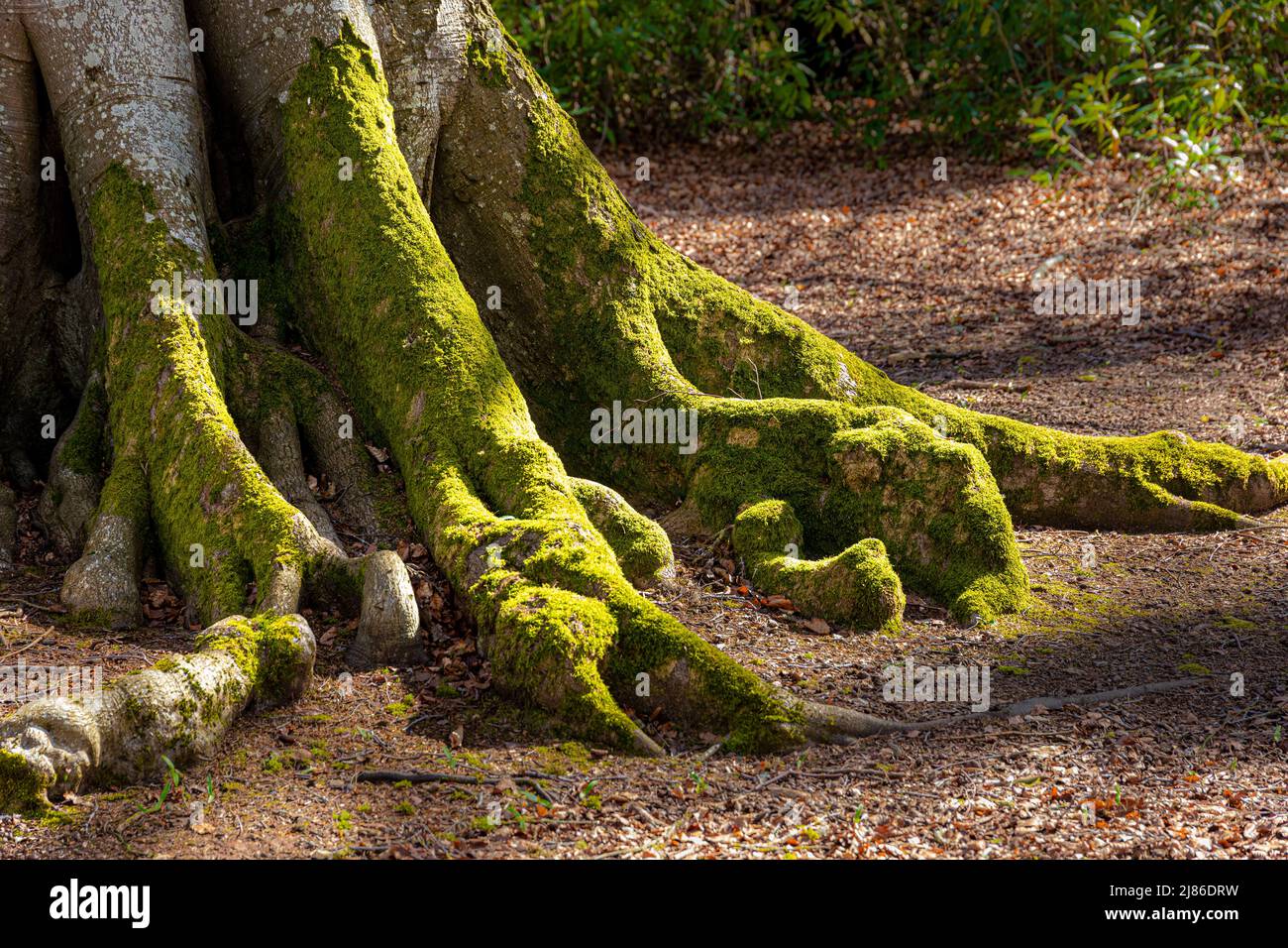 Die moosigen Wurzeln eines alten Baumes in Lowther im English Lake District National Park in der Nähe von Penrith, Cumbria, England Stockfoto