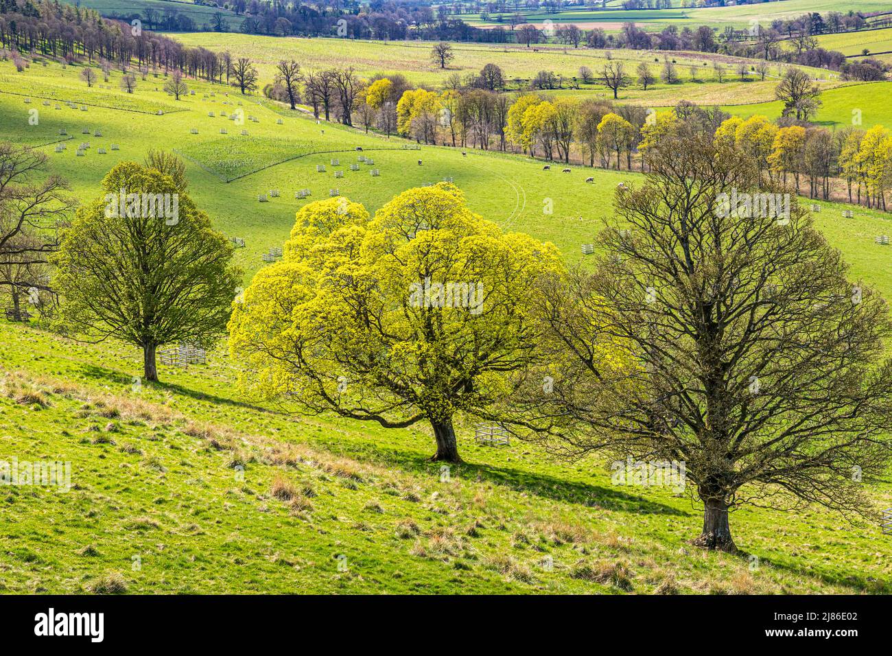 Bäume, die im Frühling im Lowther im English Lake District National Park nahe Penrith, Cumbria, England, zu Blättern kommen Stockfoto