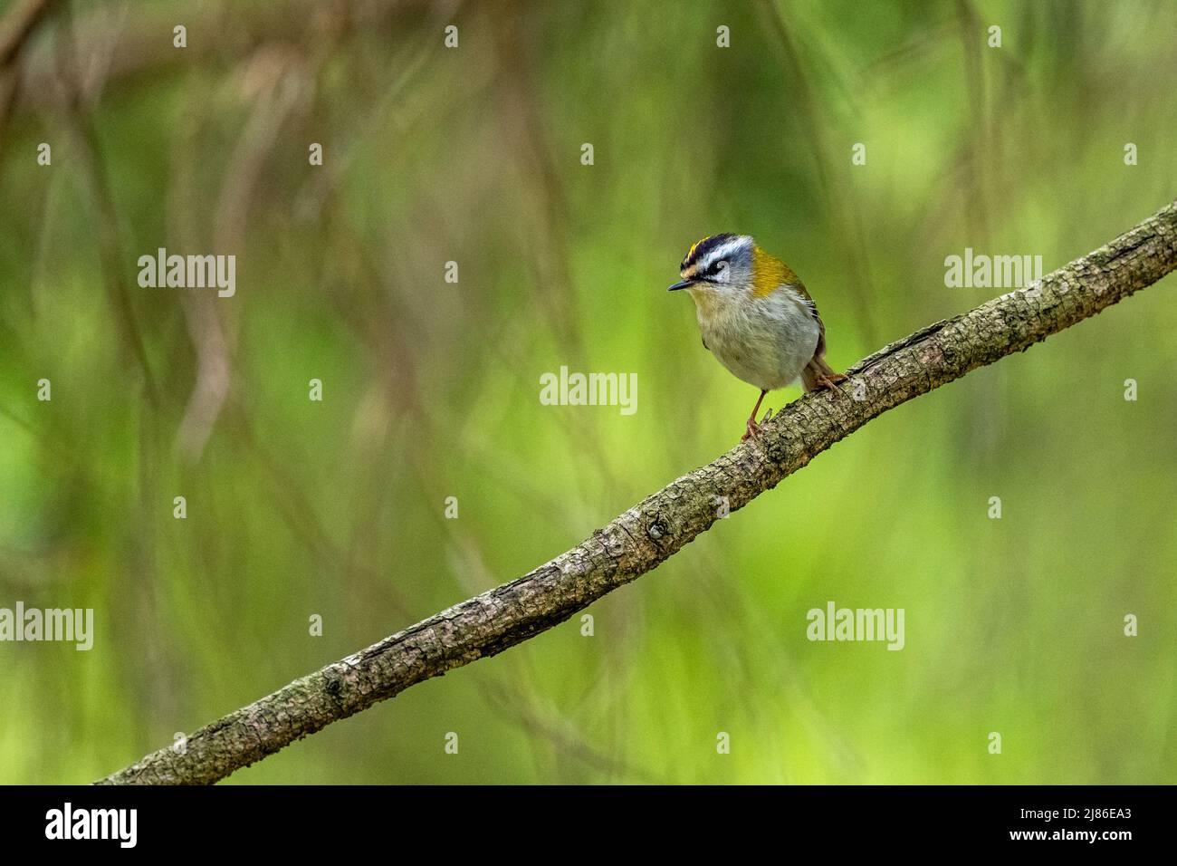 Ein Vogel, der vom Ast singt. Natur mit dem Kopierbereich. Gewöhnliche Feuerstelle, Regulus ignicapilla. Stockfoto