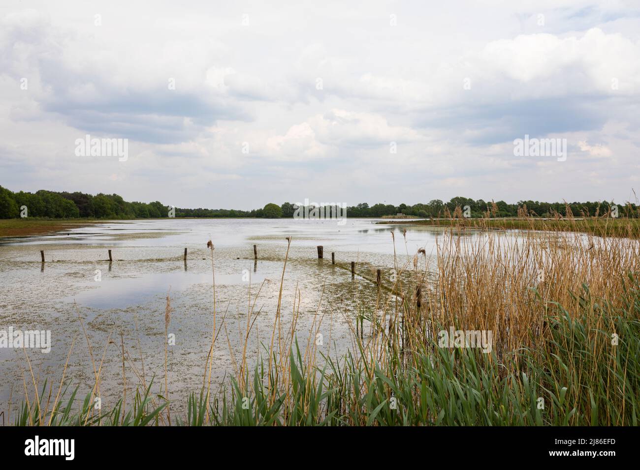 Fen in Torf- und Moorgebiet 'het beleven' in den Niederlanden Stockfoto