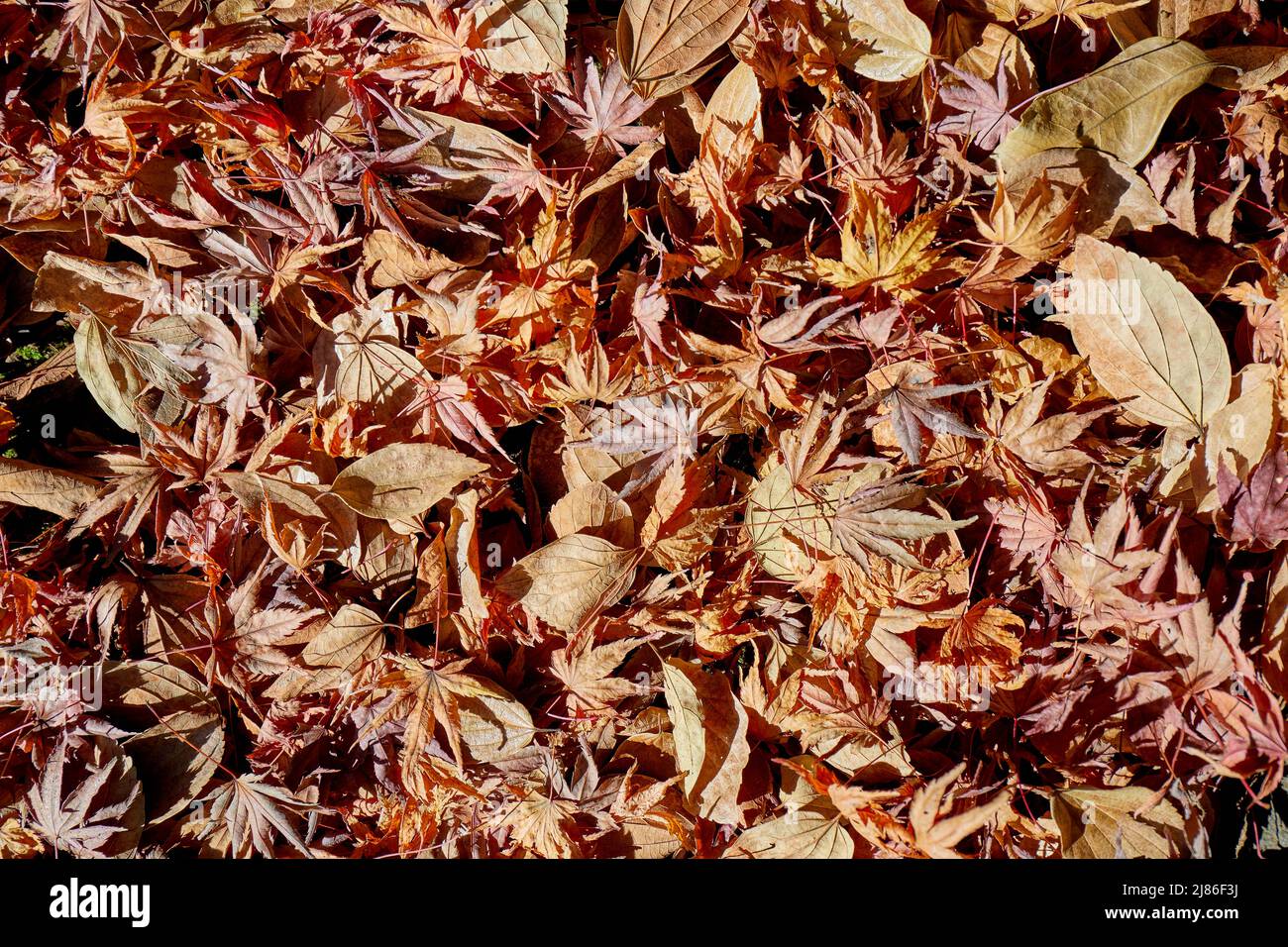 Blätter auf dem Boden, Japan Stockfoto