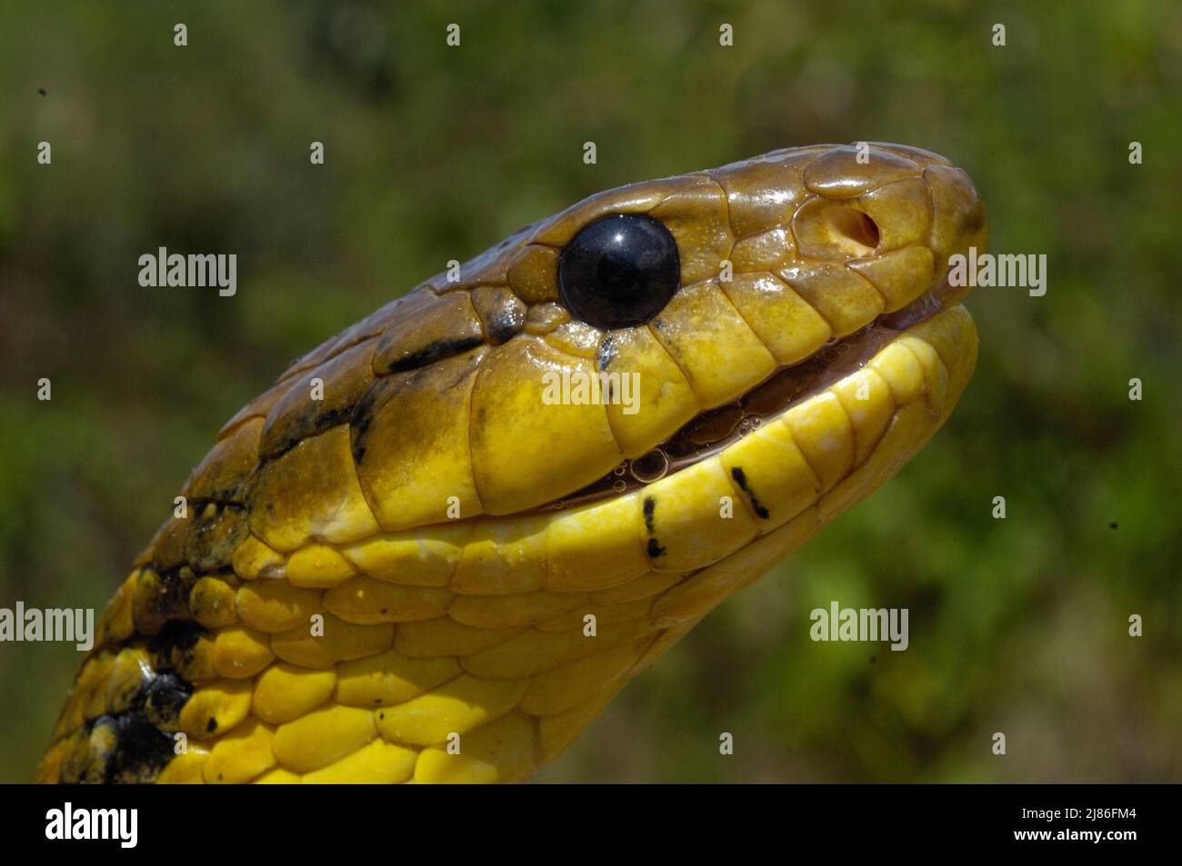 Porträt der Gelbbauchschnauzenden Schlange Französisch-Guayana Stockfoto