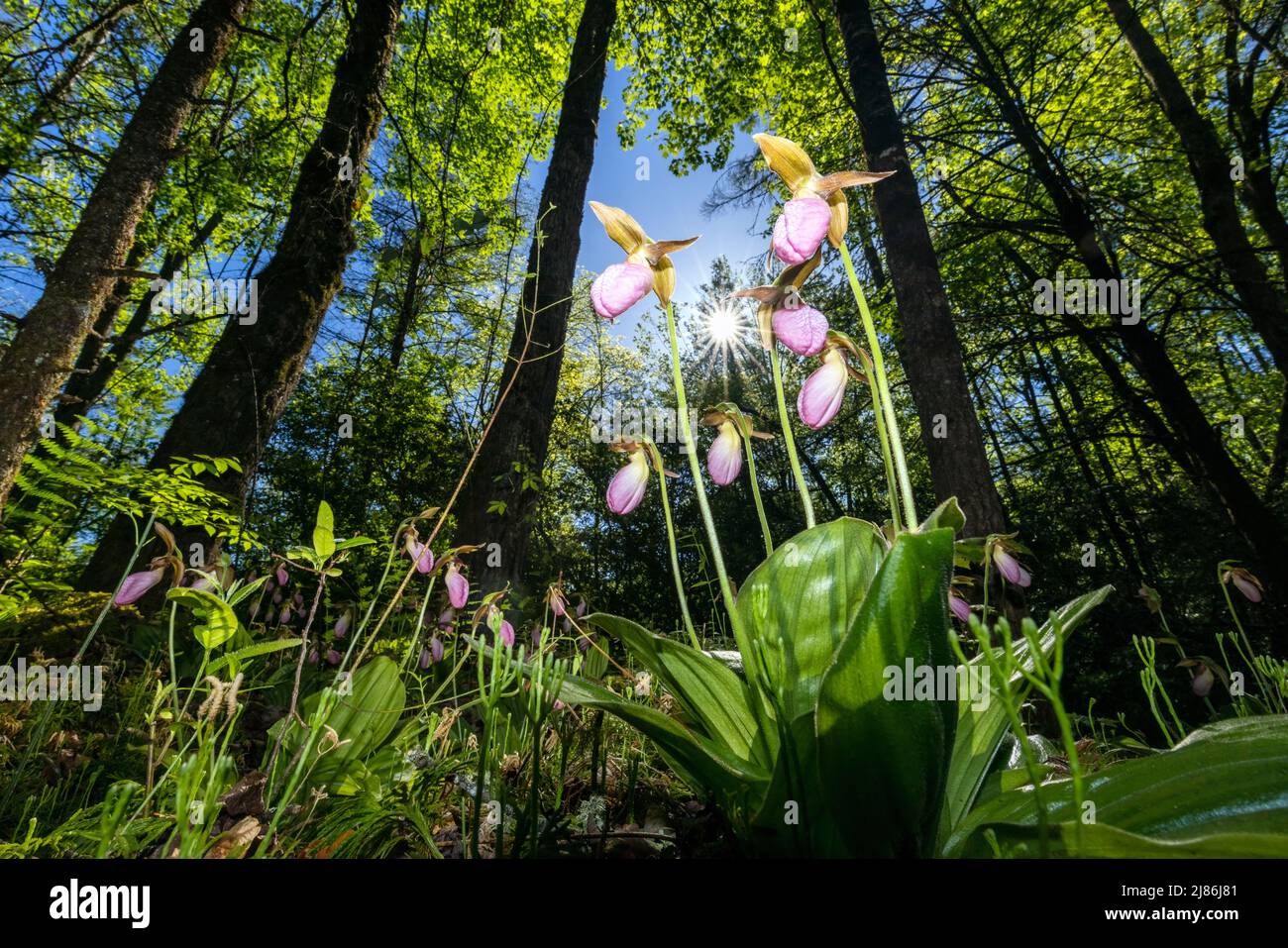 Rosa Damenschuhe (Cypripedium acaule) in Pisgah National Forest, Brevard, North Carolina, USA Stockfoto