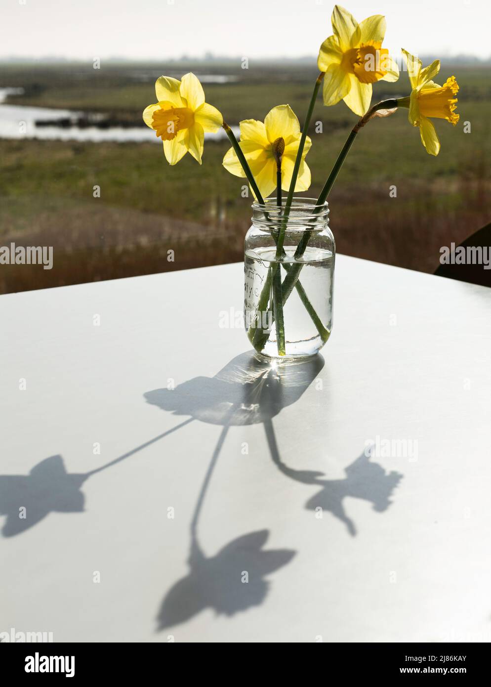 Glasbehälter mit 4 Narzissen auf einem weißen Tisch, mit Sonnenlicht und Schatten, Welney Wetlands, Wisbech, England Stockfoto