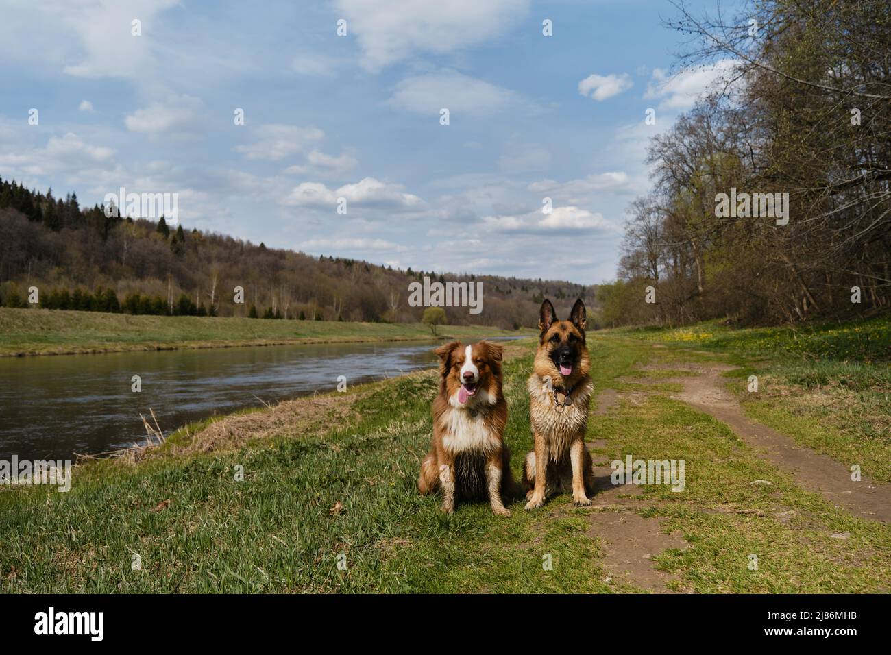 Deutsche und australische Schäferhunde sitzen im Gras gegen den Fluss und lächeln. Zwei reinrassige gehorsame Hunde warten zusammen. Region Moskau, die Moskwa Stockfoto