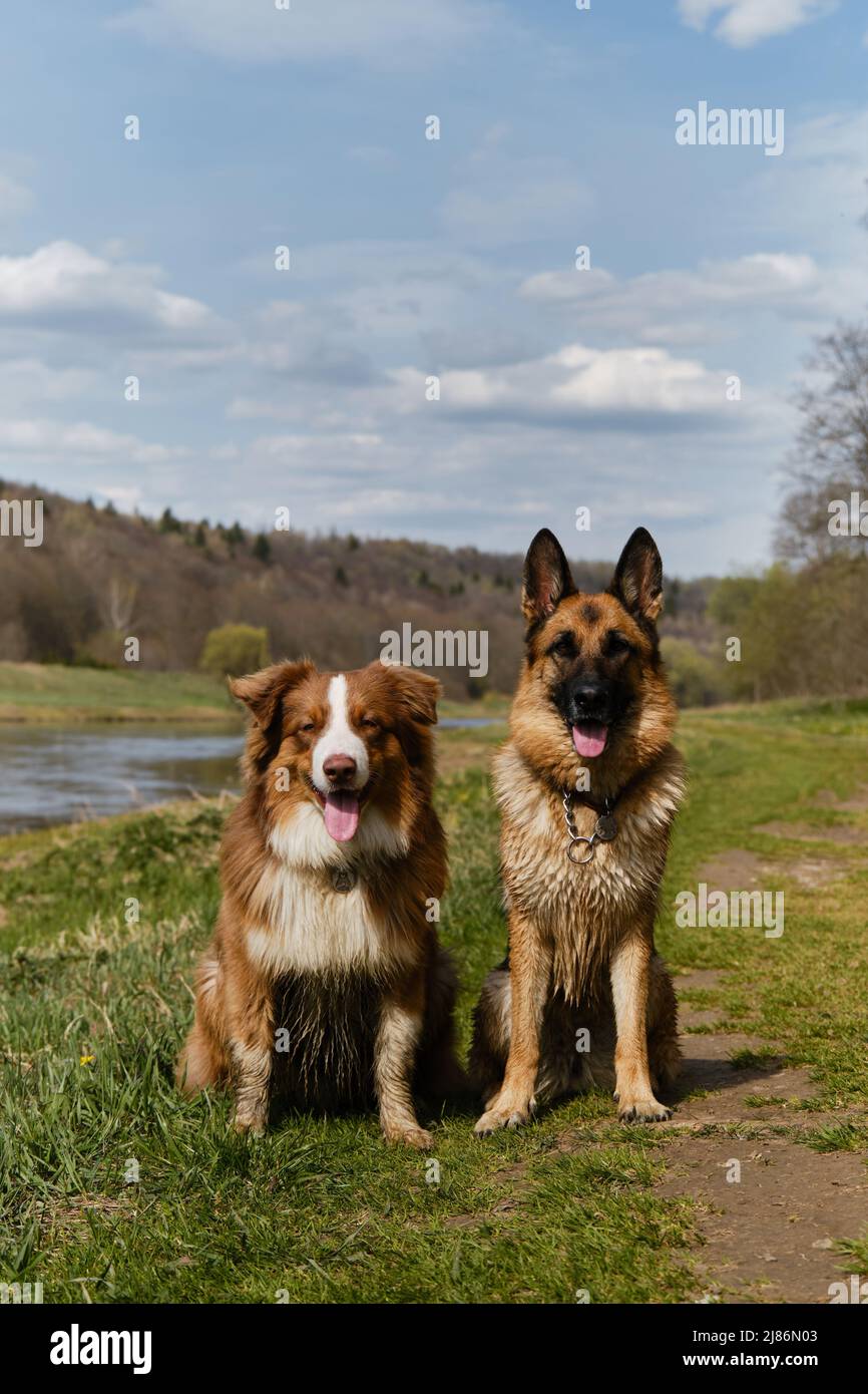 Deutsche und australische Schäferhunde sitzen im Gras gegen den Fluss und lächeln. Zwei reinrassige gehorsame Hunde warten zusammen. Region Moskau, die Moskwa Stockfoto