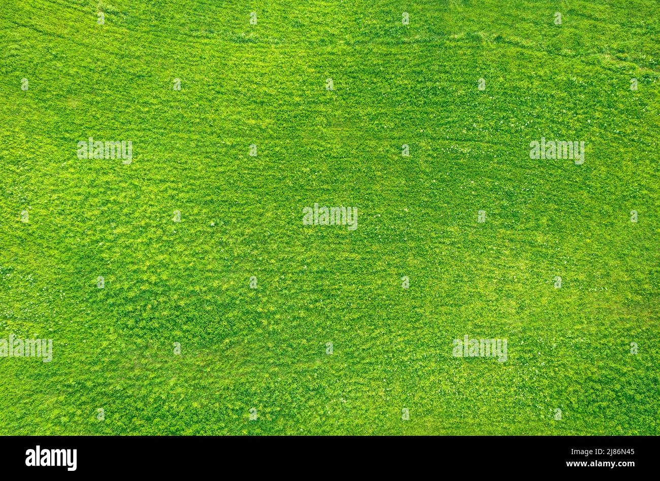 Natürliche abstrakte Textur, Feld von grünem Gras Luftbild Stockfoto