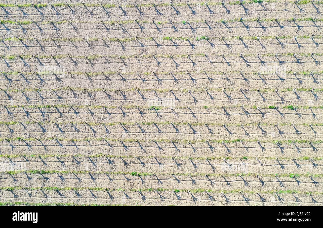 Luftaufnahme des Weinbergs direkt darüber mit langen Schatten. Abstraktes Naturmuster Stockfoto