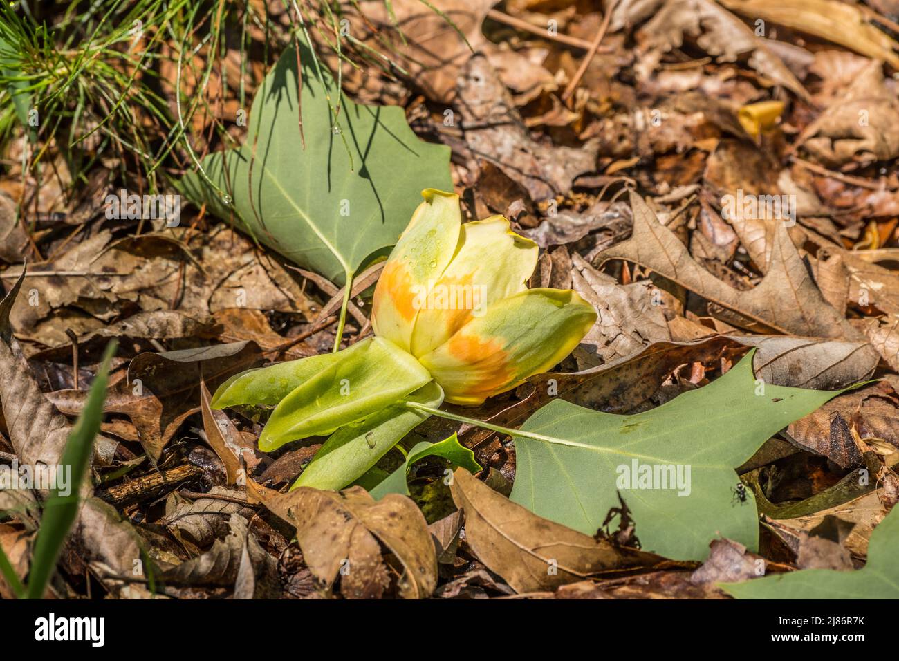 Eine leuchtend gelbe Tulpenbaumblume, die auf dem Boden auf dem Waldboden liegt, mit zwei Blättern, die noch an einem sonnigen, von anderen gefallenen Blättern umgebenen Laub befestigt sind Stockfoto