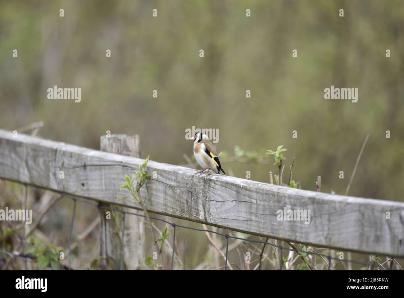 Europäischer Goldfink (Carduelis carduelis), der auf einem Zaun im Vordergrund von Image vor einem verschwommenen grünen Hintergrund in Wales, Großbritannien, im April, thront Stockfoto