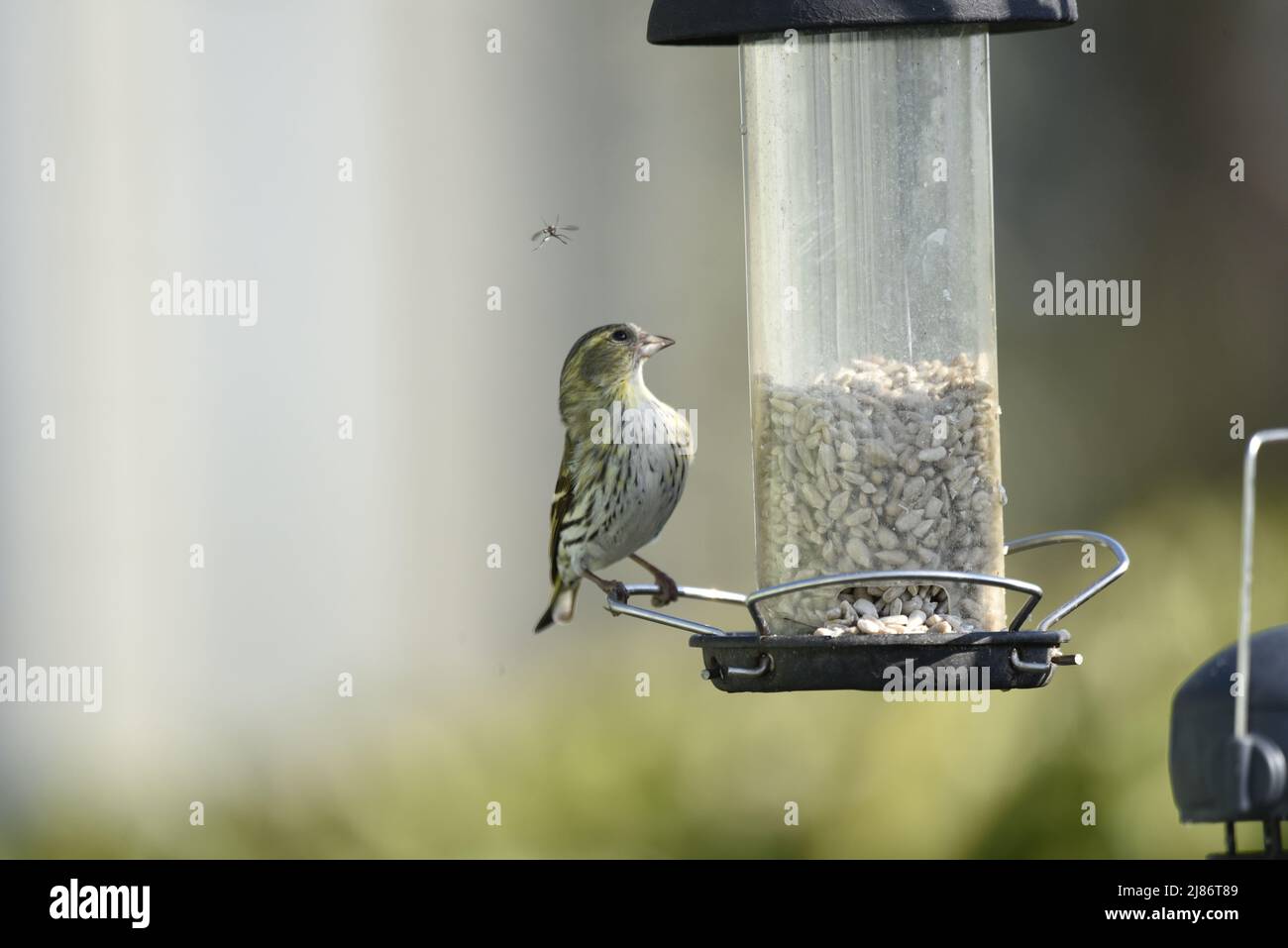 Weibliche eurasische Zeisig (Carduelis spinus) im rechten Profil auf dem Haken eines Sonnenblumenherzen-Feeders, rechts vom Bild, das in Fly Above, Großbritannien, aufschaut Stockfoto