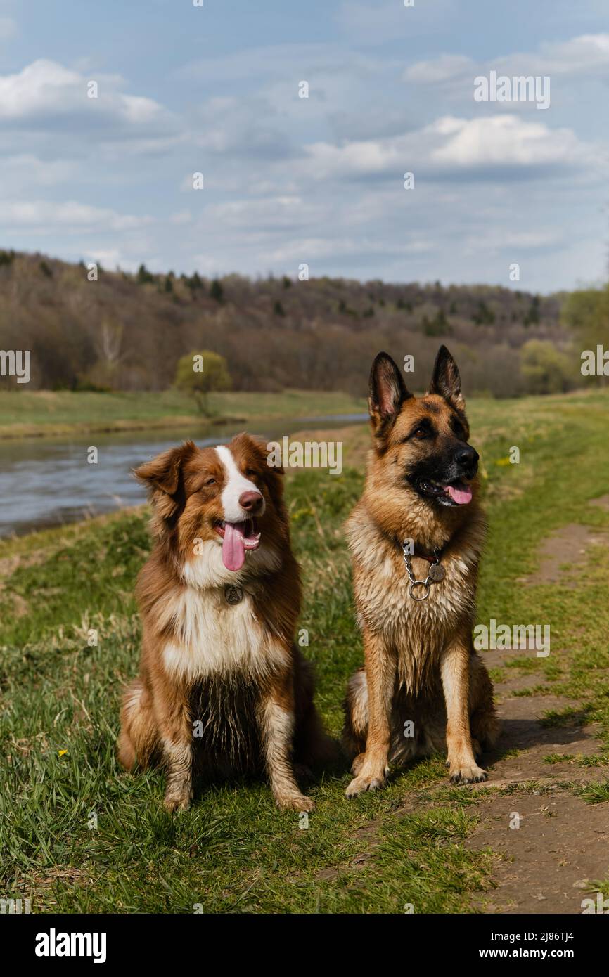 Deutsche und australische Schäferhunde sitzen im Gras gegen den Fluss und lächeln. Zwei reinrassige gehorsame Hunde warten zusammen. Region Moskau, die Moskwa Stockfoto