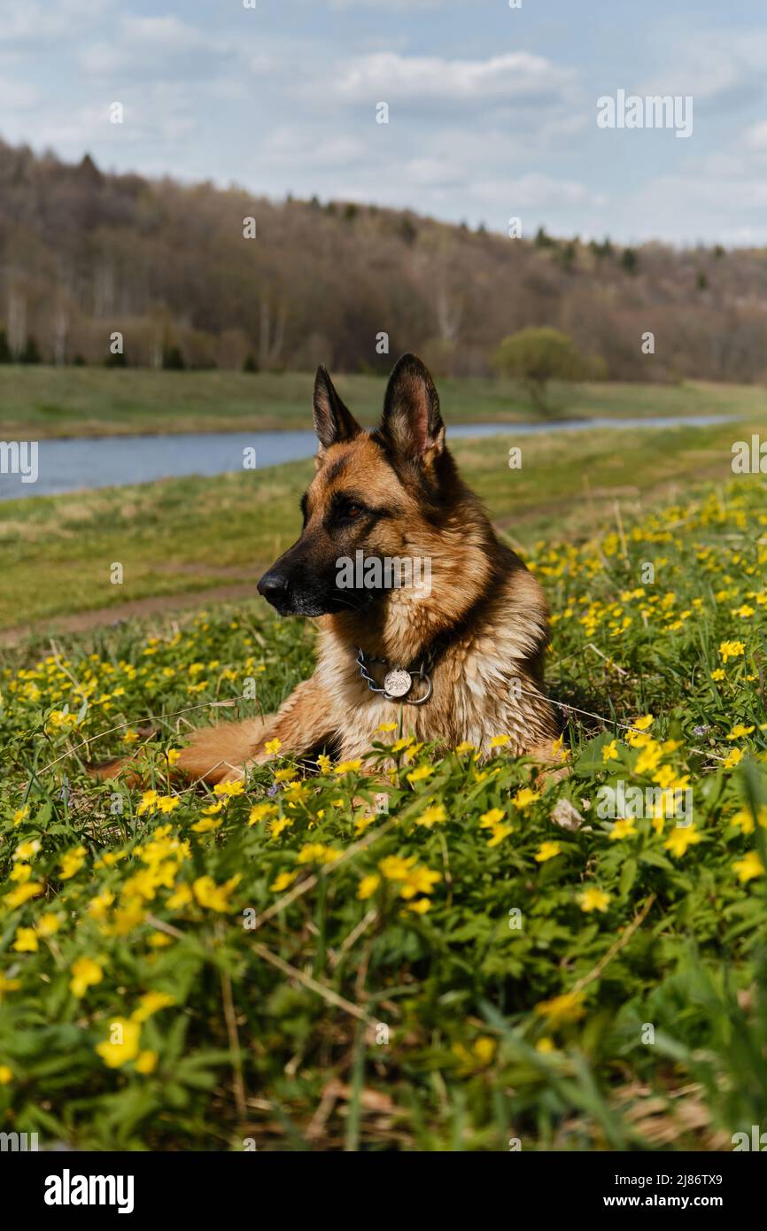 Ein deutscher Schäferhund ruht im Park auf der Lichtung wilder gelber Primeln. Hochformat im Profil. Ein schöner junger Hund auf einem Spaziergang an warmen sonnigen Frühlingstag Stockfoto