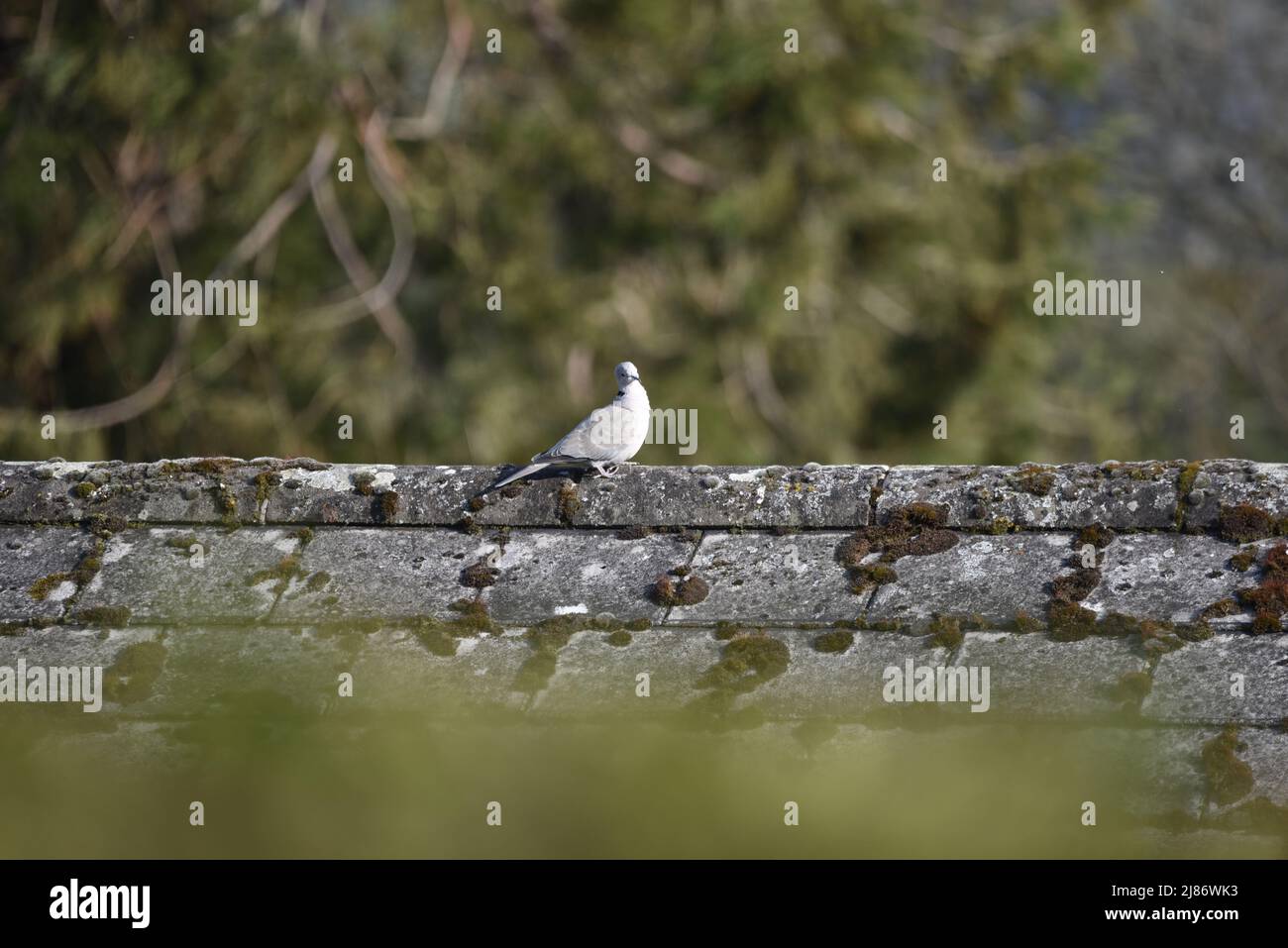 Rechtsprofilierte Aufnahme einer eurasischen Kragentaube (Streptopelia decaocto) mit dem Kopf zur Kamera gedreht, auf einem Dach in der Sonne in Wales, Großbritannien, April Stockfoto