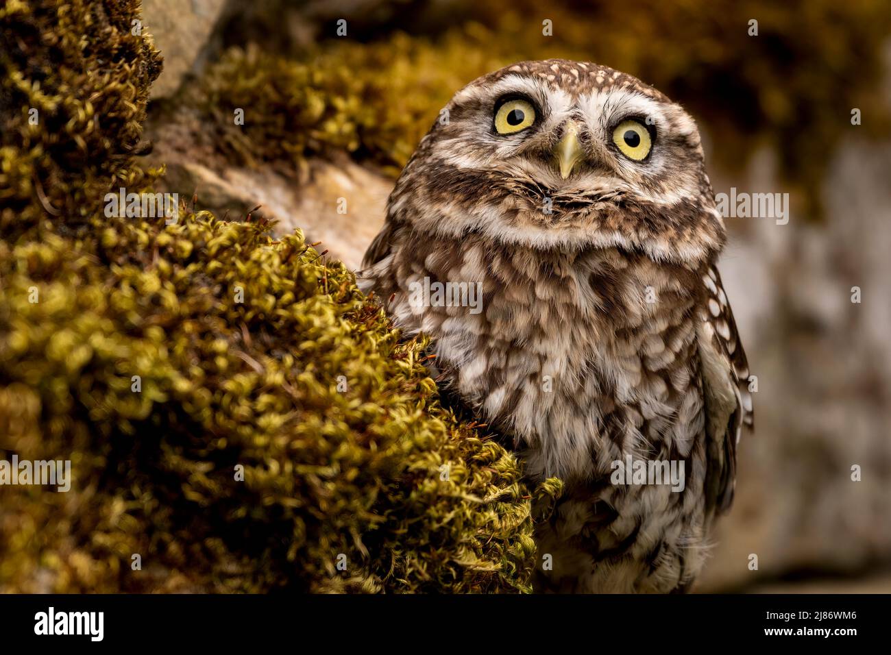 Eine kleine Eule Stockfoto
