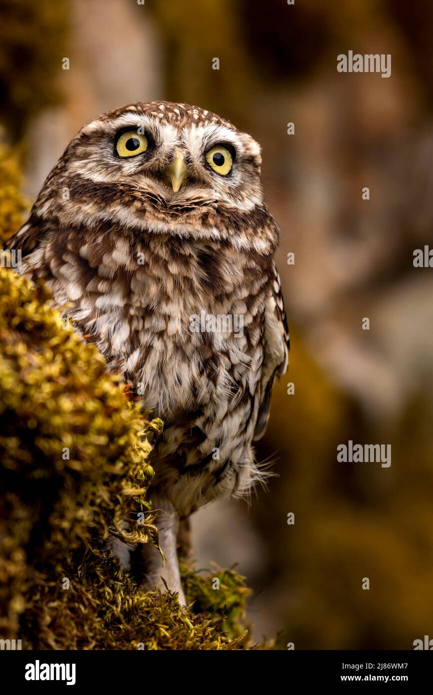 Eine kleine Eule Stockfoto