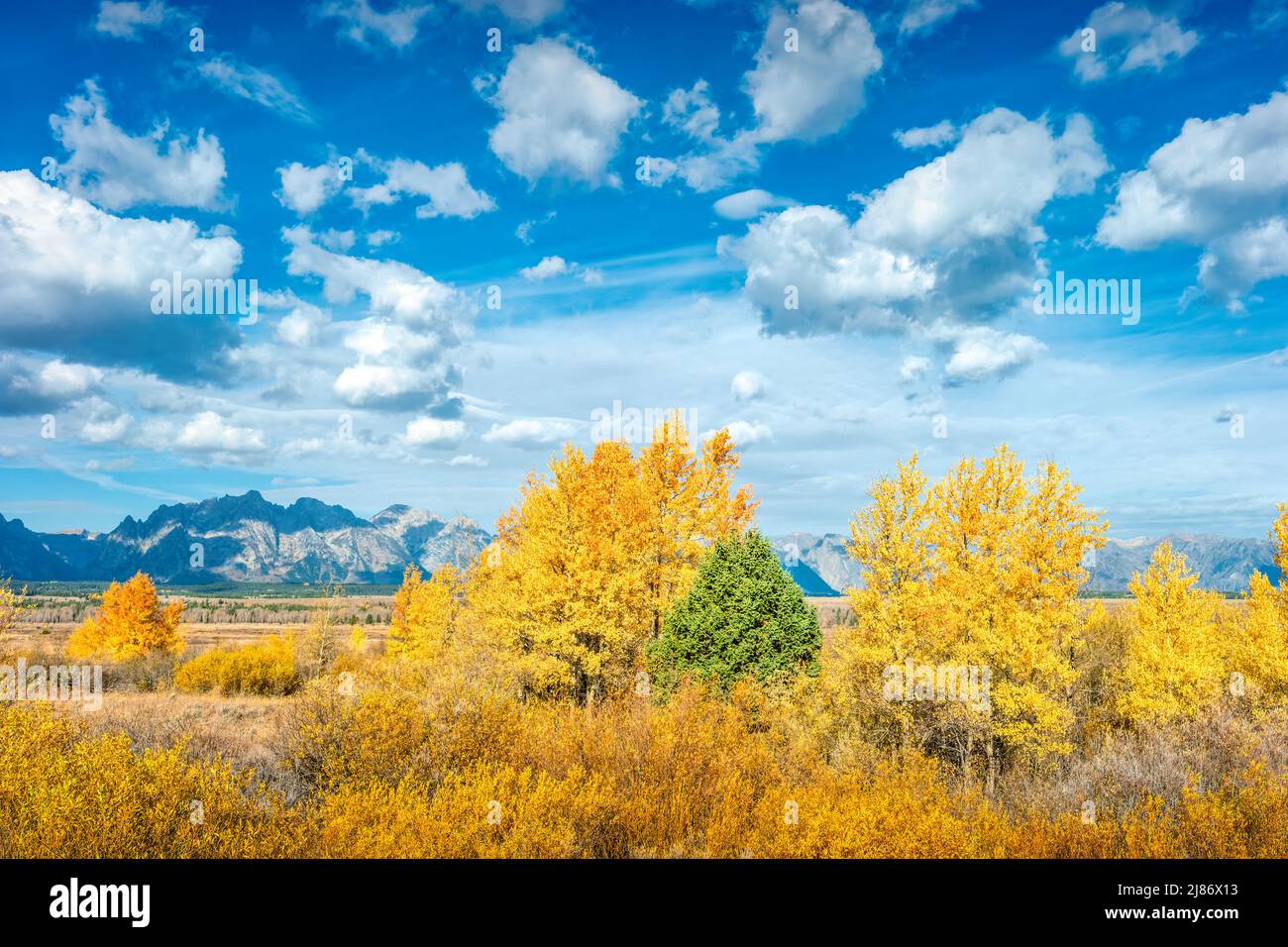 Farbenfrohe Espenbäume im Grand Teton National Park, Wyoming, USA Stockfoto