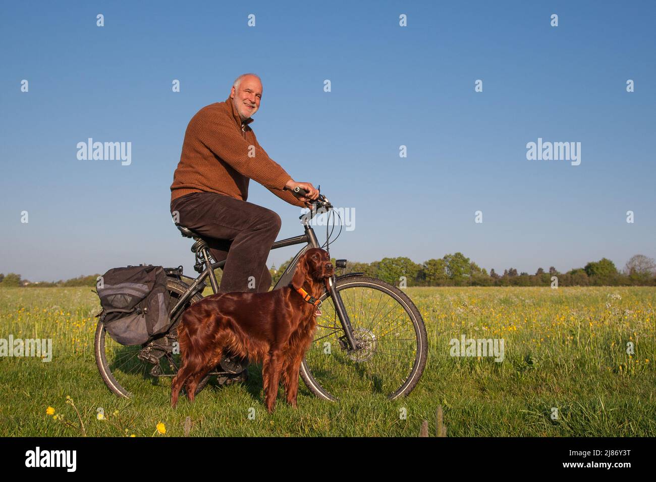 Radfahren mit einem Hund. Ein älterer Mann geht mit seinem Ihrish Setter Hund auf eine Radtour durch die wunderschöne Frühlingslandschaft. Stockfoto