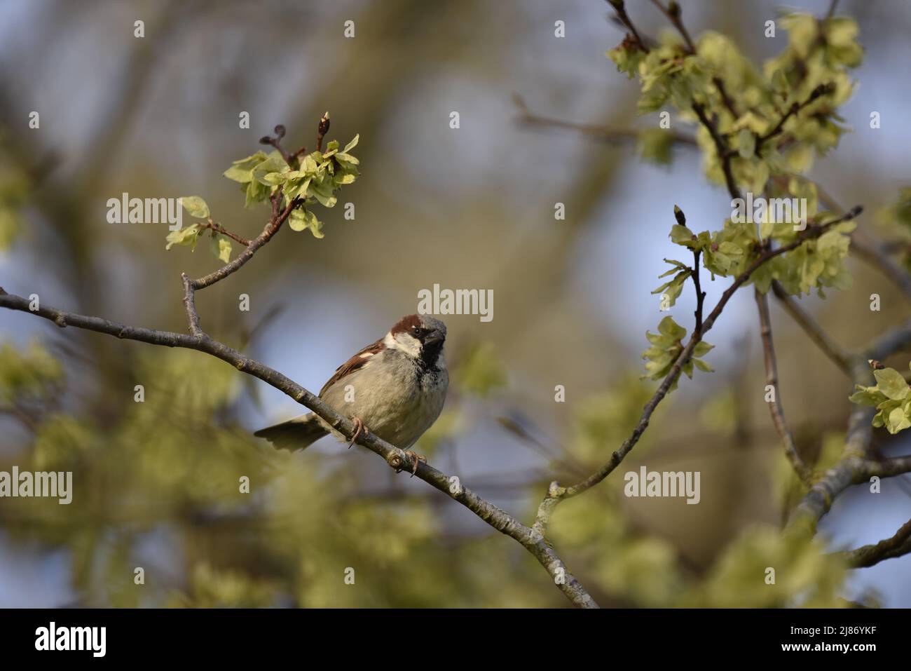 Männlicher Haussparrow (Passer domesticus), der auf einem diagonalen Zweig im Vordergrund des Bildes thront, der Kamera zugewandt, Augen in Sonne gegen Himmel hervorgehoben Stockfoto