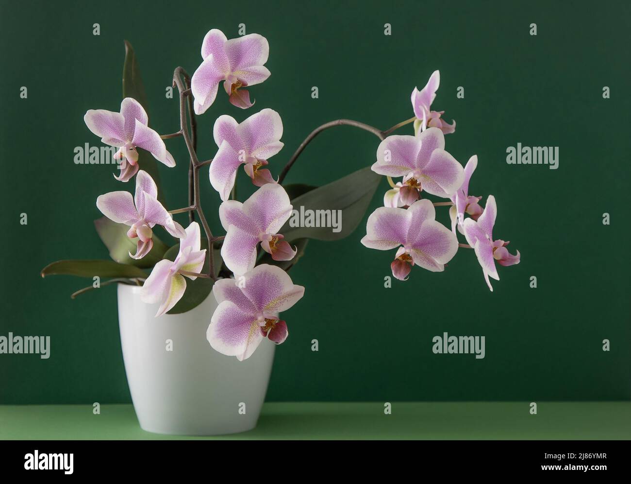 Rosa Orchidee zwei Zweige. Weiße purpurrote ple phaenopsis Knospen. Phalaenopsis Innenblume. Blumen auf grünem Hintergrund. Blühende Orchideen im Topf aus nächster Nähe. Stockfoto