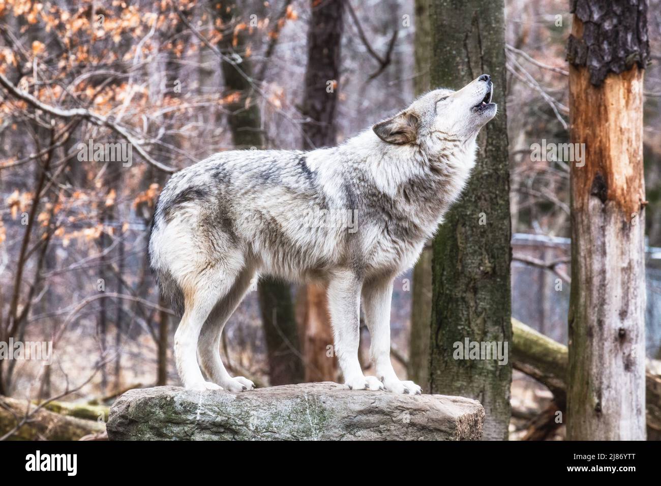 Einsamer grauer Wolf heult im Wald Stockfoto
