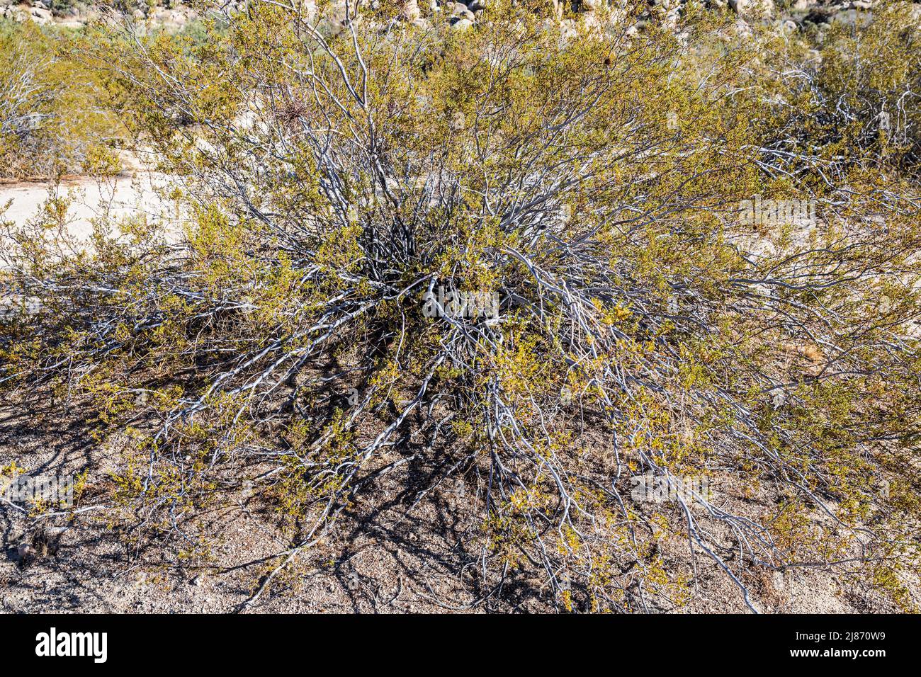 Nahaufnahme eines Kreosoten-Busches im Rattlesnake Canyon, Joshua Tree National Park, Kalifornien, USA Stockfoto