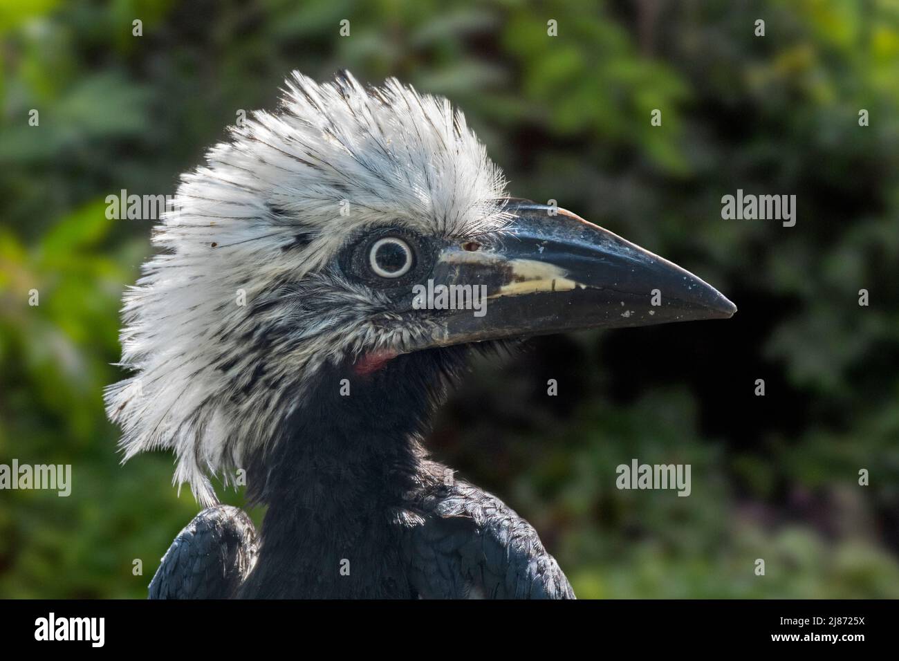 Weißkammhornschnabel / Westlicher Langschwanzhornschnabel (Horizocerus albocristatus / Tockus albocristatus), beheimatet in Zentral- und Westafrika Stockfoto