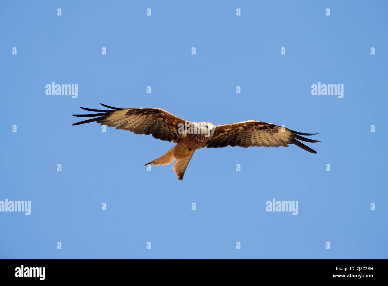 Roter Drachen (Milvus milvus) im Flug, der gegen den blauen Himmel ragt Stockfoto