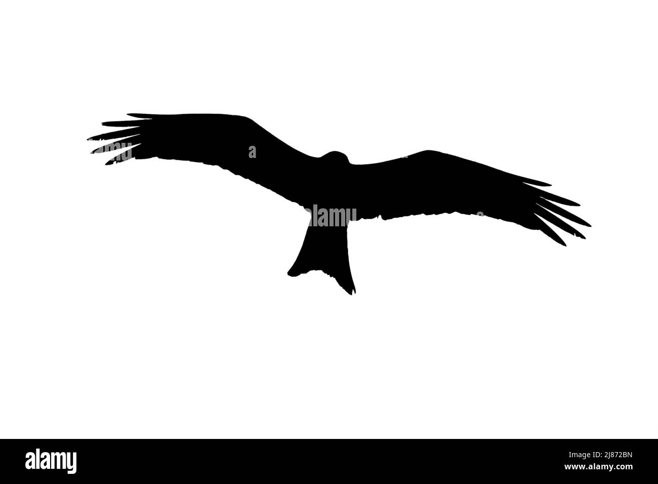 Silhouette eines aufsteigenden roten Drachen (Milvus milvus) im Flug, umrissen vor weißem Hintergrund, um Flügel und Schwanzformen zu zeigen Stockfoto