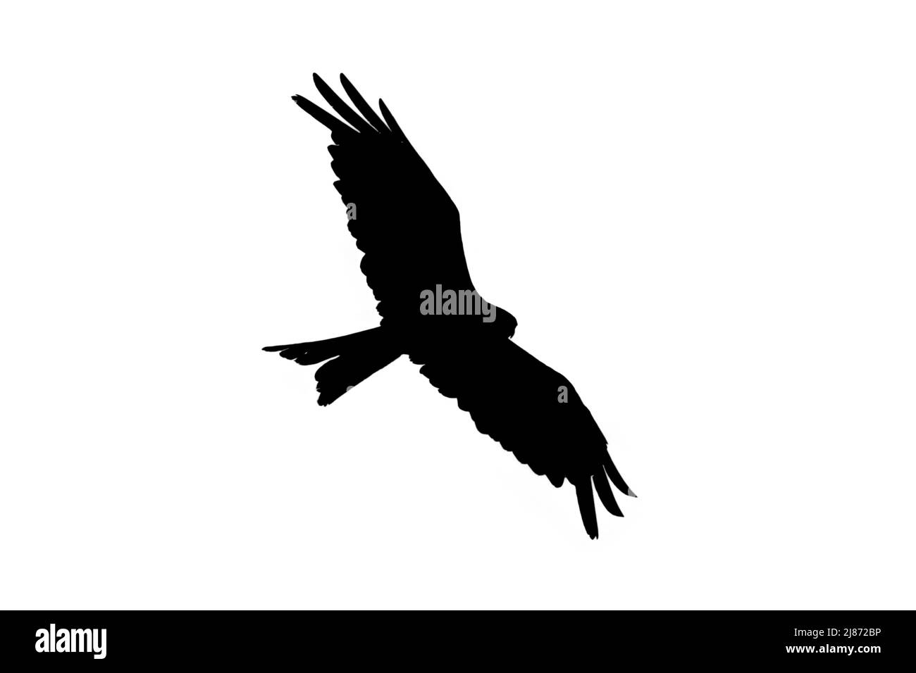 Silhouette eines aufsteigenden roten Drachen (Milvus milvus) im Flug, umrissen vor weißem Hintergrund, um Flügel und Schwanzformen zu zeigen Stockfoto