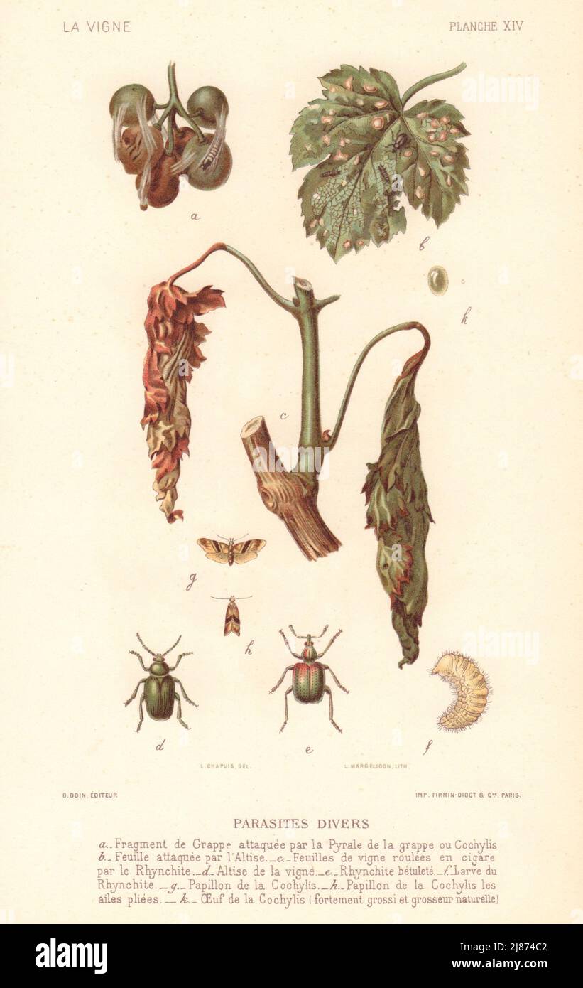 Parasiten tauchen. Verschiedene Schädlinge. Krankheiten der Weinrebe. Wein 1901 alten Druck Stockfoto
